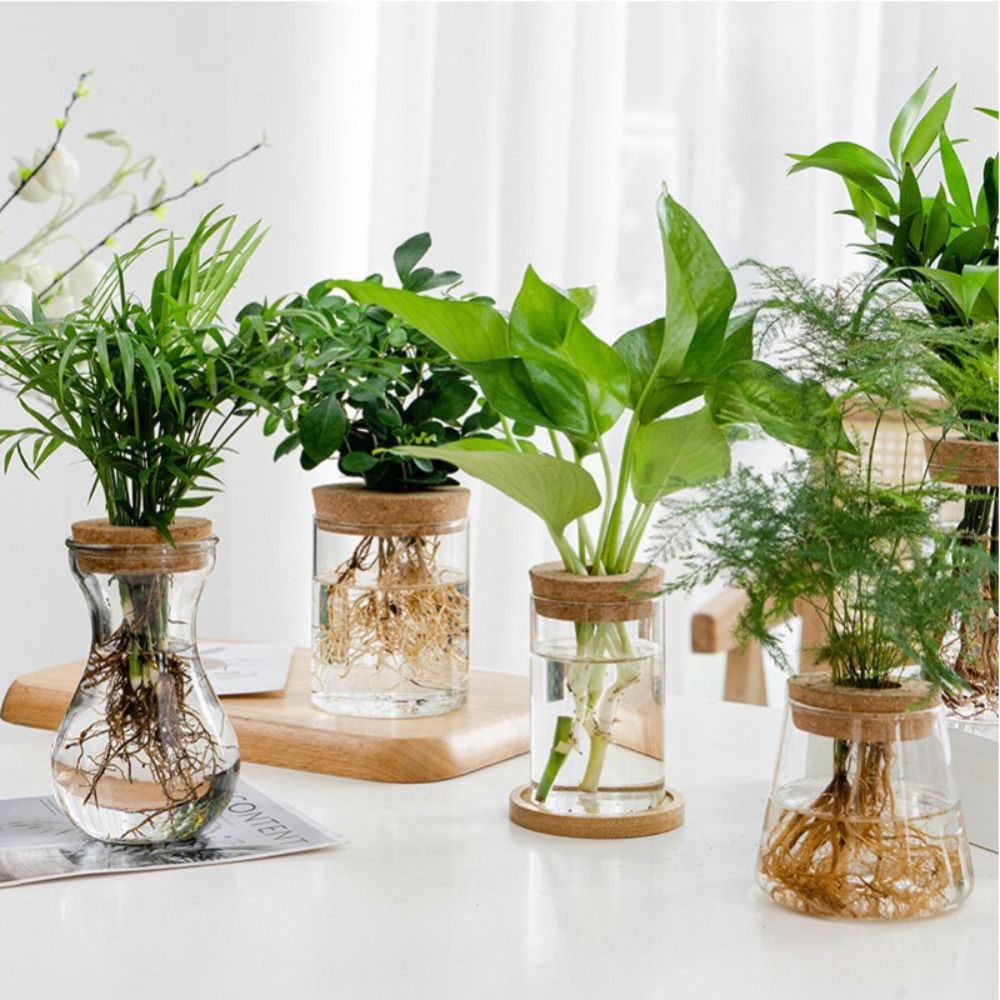 Snake Plant Ceramic - Transparent Hydroponic Flower Pot Green Plant