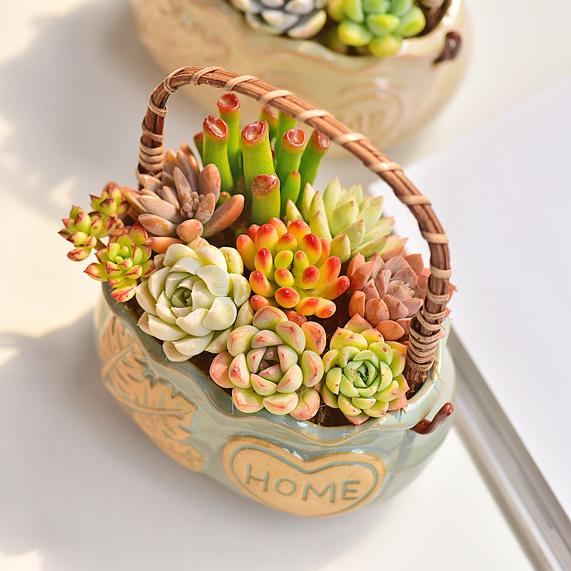Nordic Style Ceramic Basket Su - огляд і ціна Snake Plant Ceramic