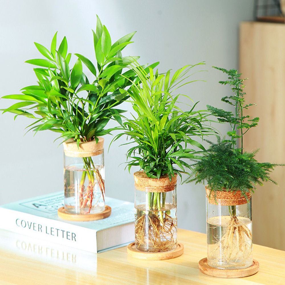 Transparent Hydroponic Flower  - огляд і ціна Snake Plant Ceramic