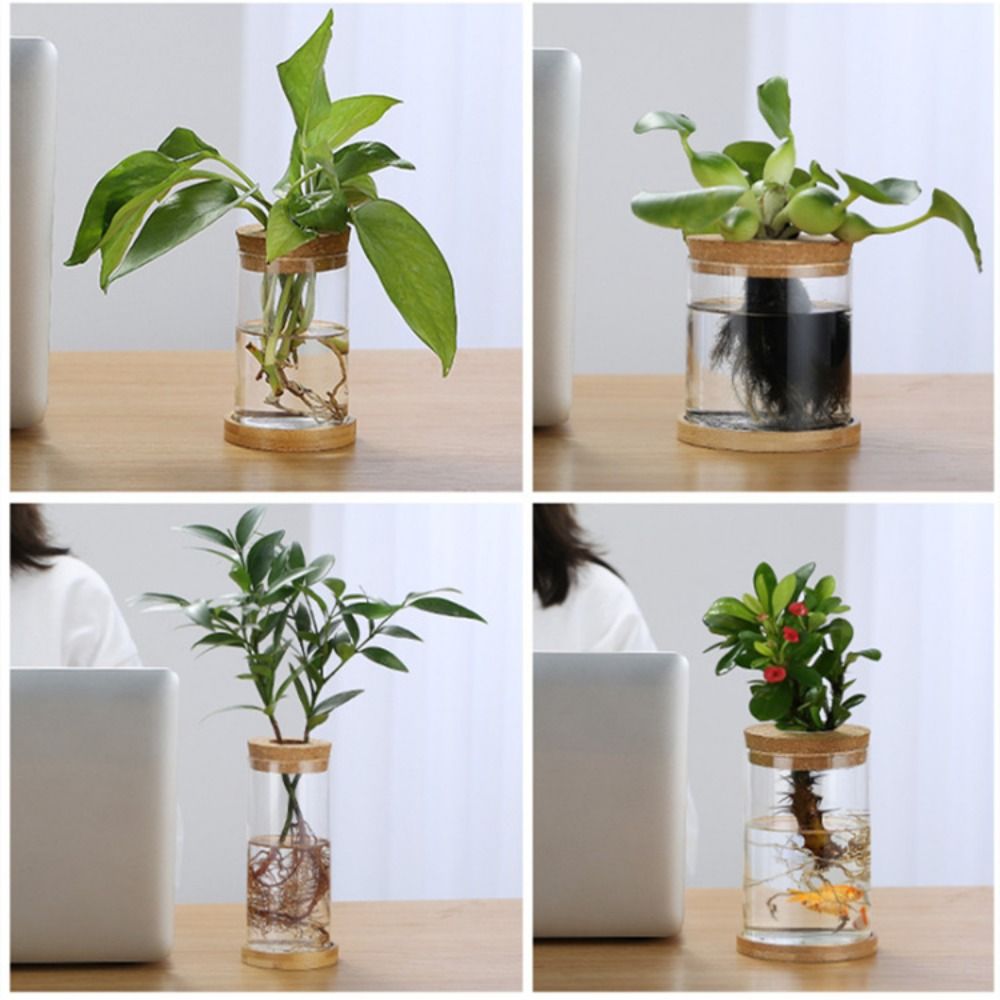 Transparent Hydroponic Flower  - огляд і ціна Snake Plant Ceramic