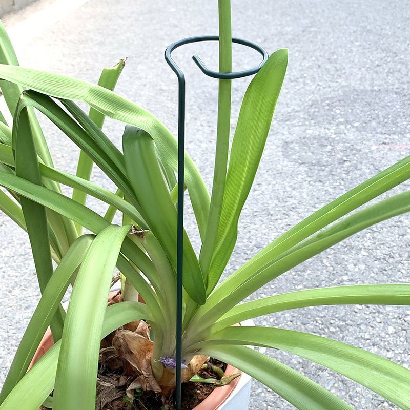 1-10pcs Metal Single Stem Plan - огляд і ціна Plant Parent Tools