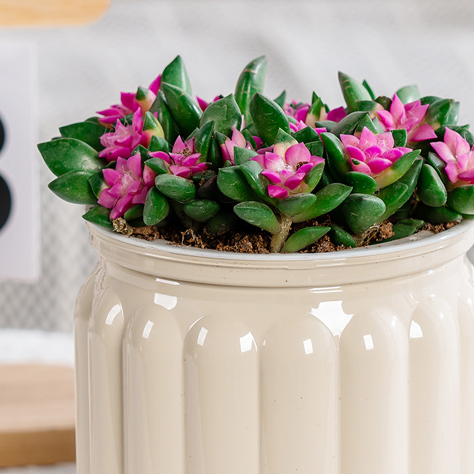 Elegant Self Watering Planter  - огляд і ціна Snake Plant Ceramic